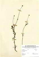 藏品(矮菊)的圖片